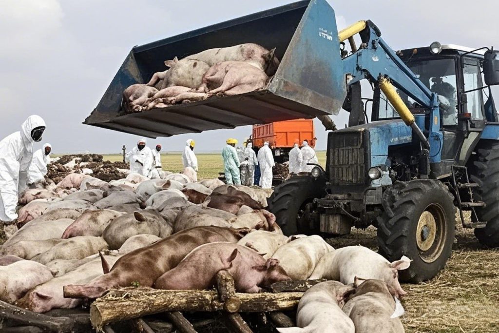 What is Harmless Treatment of Sick and Dead Animals and Poultry（Rendering Plant）