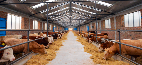 What Are the Standards for the Facility Requirements for Rendering Plant Equipment on Farms?