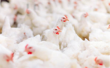 Slaughter Waste | What can Feathers do – Animal Protein Conversion