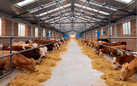 Slaughter Waste | What can Feathers do – Animal Protein Conversion